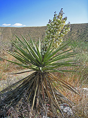 Yucca (0565)