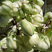 Yucca Flowers (0570)