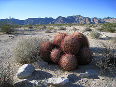 Barrel Cactus in Camp Iron Mountain (0093)