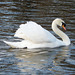 Swan en route