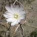 Flower at Camp Iron Mountain (0060)