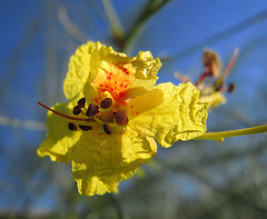 Palo Verde Bloom (0059)