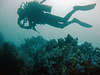 Diving in Burma Mergui Archipelago