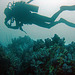 Diving in Burma Mergui Archipelago