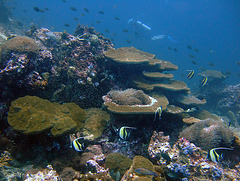 Heniochus fish over a coral bank