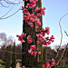 IMG 3627 pink blossom