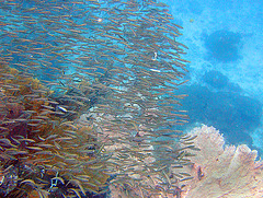 Swarm of suckerfish