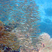 Swarm of suckerfish