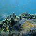 Corals and sea anemones