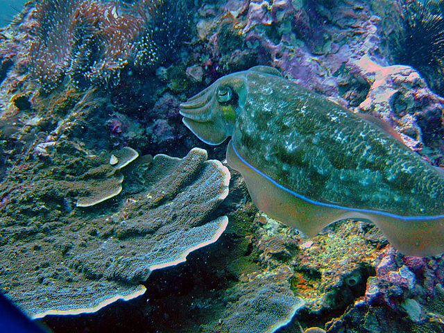 Sepia cuttlefish