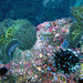 Sea anemones