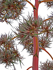 Agave Flower (0227)