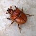 Beetle (0178)