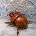 Beetle (0179)