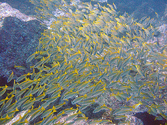 Yellowtail snappers