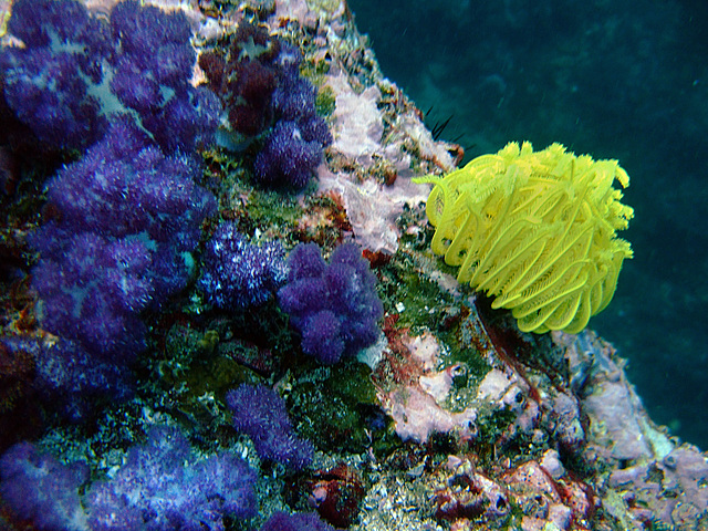 Soft corals in different colors