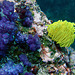 Soft corals in different colors