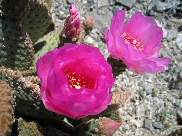 Cactus Flowers (0198)