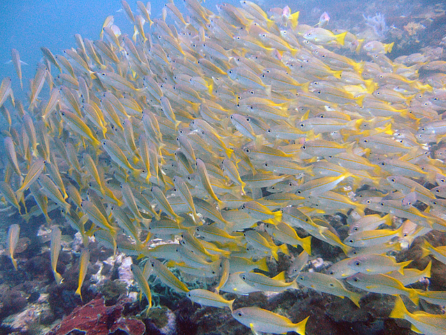 A swarm of yellow snappers