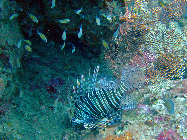 Pterois known as lion fish