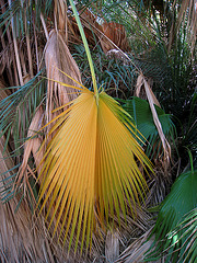Palm Leaf (0195)
