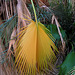Palm Leaf (0195)