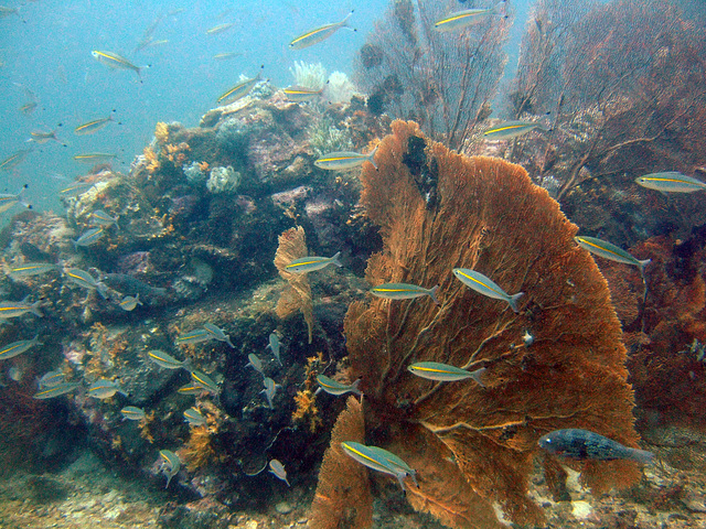 Goldstrip fusilier fishes and a fan coral Goldstrip fusilier fishes and a fan coral