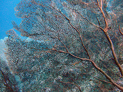 Look trough the Gorgonian known as fan coral