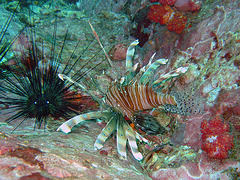 Lionfish and a sea star