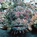 Bearded scorpoinfish