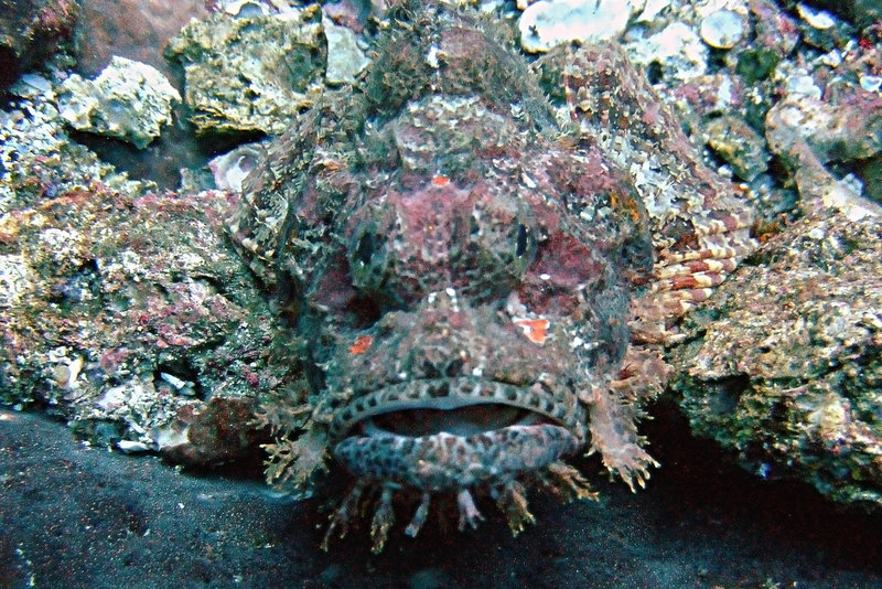 Bearded scorpoinfish