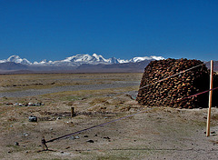 Yak dung used as tibetian fuel