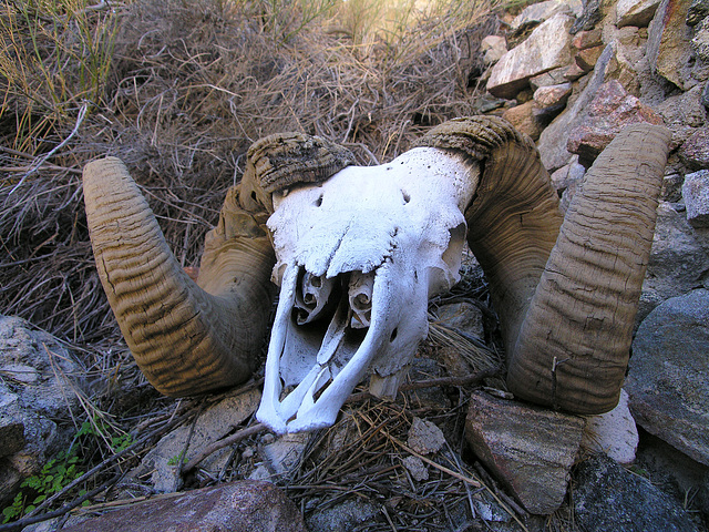 Chuckawalla Bill's Ram Skull (6970)