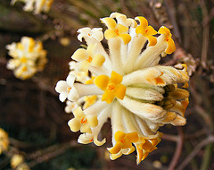 Blossom cluster