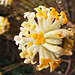 Blossom cluster