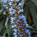Tajinaste azul, (Echium callithyrsum)