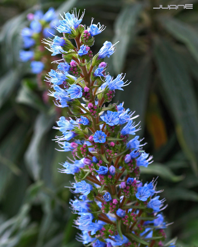 Tajinaste azul, (Echium callithyrsum)