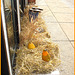 Décoration d'Halloween  - Halloween time - Hometown - Dans ma ville / 12 octobre 2008