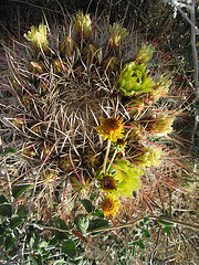 Barrel Cactus (0503)
