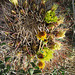 Barrel Cactus (0503)