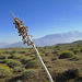 Dead Agave Flower Stalk (0505)