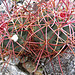 Boyd Deep Canyon Barrel Cactus (9291)