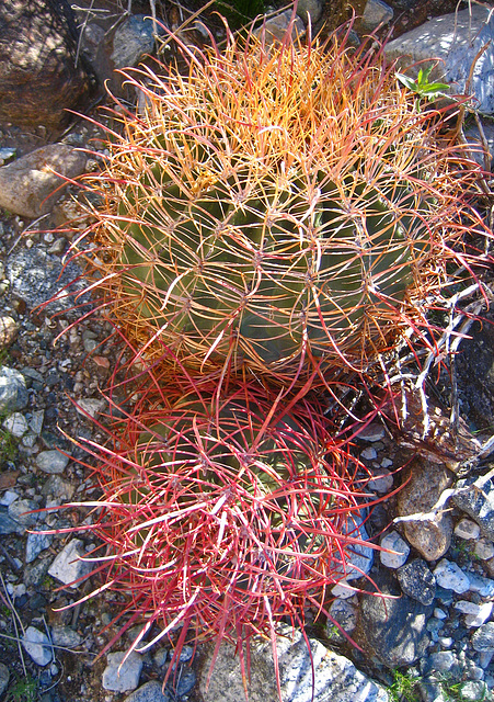 Boyd Deep Canyon Barrel Cactus Pair (9332)
