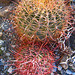 Boyd Deep Canyon Barrel Cactus Pair (9332)