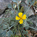 Boyd Deep Canyon Desert Poppy (9270)
