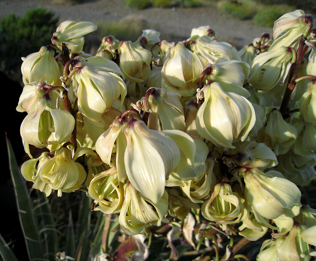 Yucca Blooms (0548)