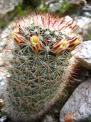 Boyd Deep Canyon Fishhook Mammillaria Cactus (9284)