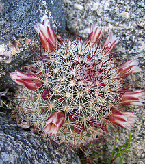 Boyd Deep Canyon Fishhook Mammillaria Cactus (9272)