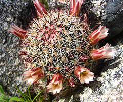 Boyd Deep Canyon Fishhook Mammillaria Cactus (9271)