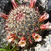 Boyd Deep Canyon Fishhook Mammillaria Cactus (9271)